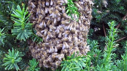 Wilde Bienen stören beim Kaffee