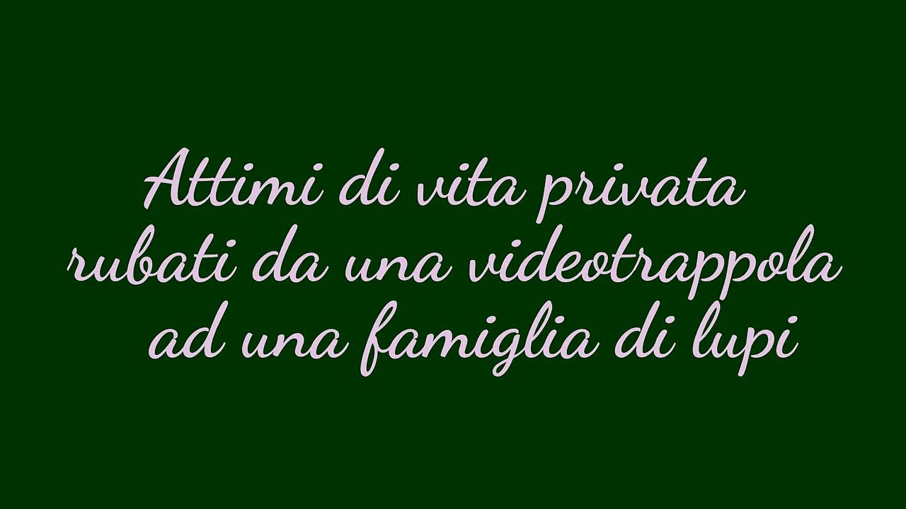 Lupa con 5 dei 6 cuccioli dell'anno ( Canis lupus)