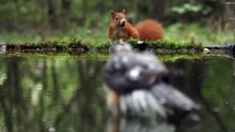 Red Squirrel and Sparrowhawk