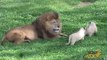 Cute Lion Cubs Playing With Dad at Mogo Zoo