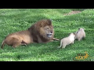 Cute Lion Cubs Playing With Dad at Mogo Zoo