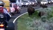 Bison Chases Motorcycle at Yellowstone  July 2012