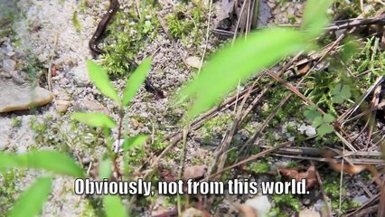HD Hammerhead Worm. Invasive Species