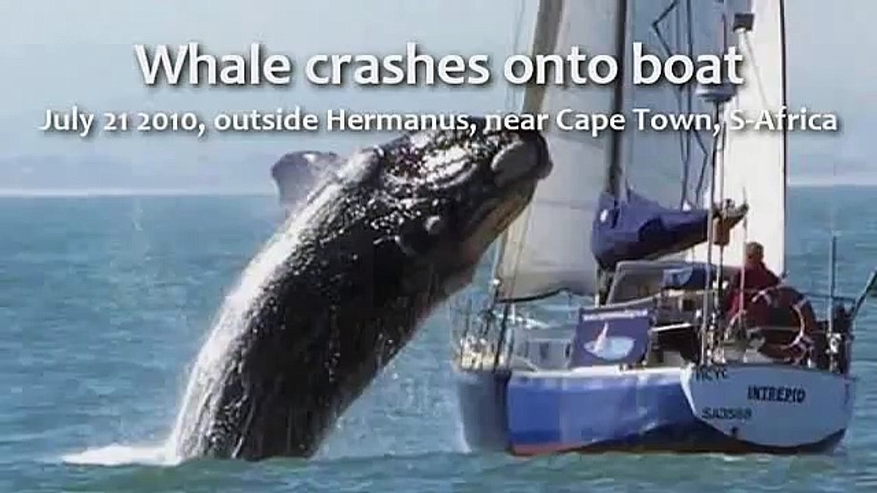 STABILIZED & ZOOMED-IN: Whale Jumps and Crashes Onto Boat