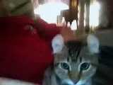 highland lynx MrALMontazar's webcam recorded Video - October 04, 2009, 12:55 AM