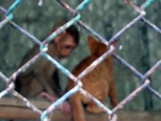 Baby Monkey humping Kitten