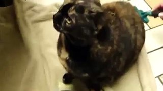 Scary Demon Cat Is Possessed! - FUNNY
