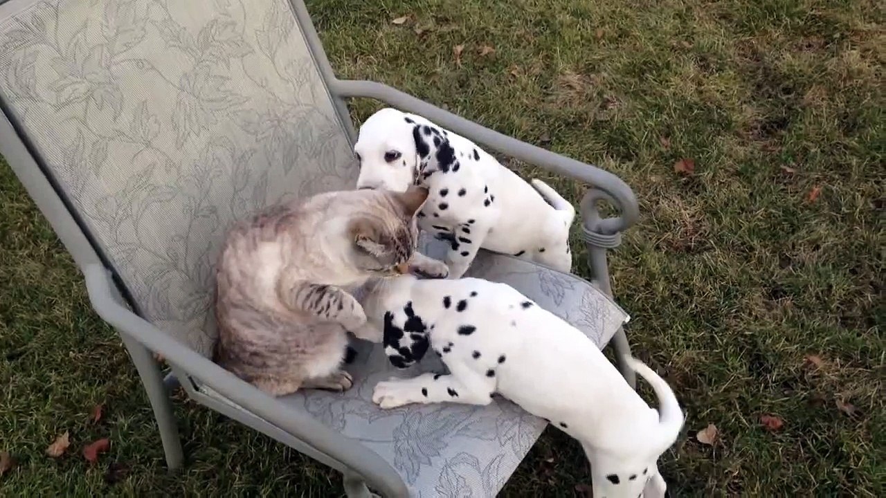 Puppies pick on extremely tolerant cat