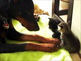 Dobermann Grace als Katzenmama Doberman play with Kitten Witzige Hunde witzige Katzen