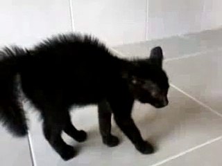 Gato possuído pelo demônio