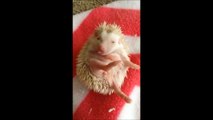 Baby hedgehog being cute!