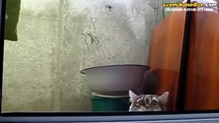 Gizli Gizli Birşeyleri Dikizleyip Çok Şaşıran Kedi