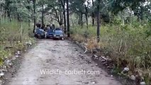 Tiger In Jim Corbett National Park