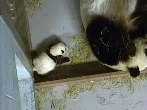 Lun Lun & Cub 10-30-06