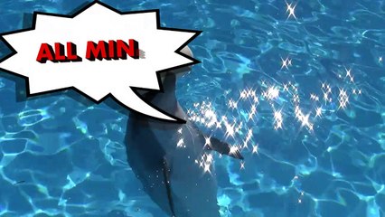 Marineland Antibes: Dolphin Playtime!