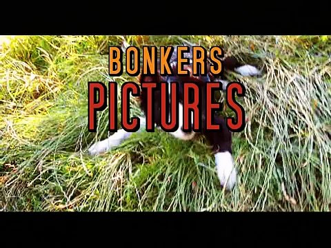 Bongo - 6 months border collie