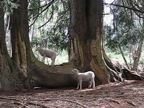 Charlie the Lamb ~ space monkey Placebo