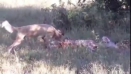 كلب بري يصطاد ويأكل فريستة على طريقة الضباع