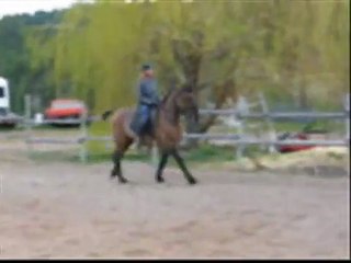 *Sandman training with music April 2007, Bashkir Curly Horse