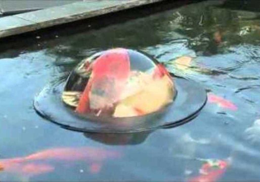 Pond Dome Allows Fish to See Into Our World