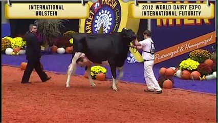 Holstein -  World Dairy Expo International Futurity