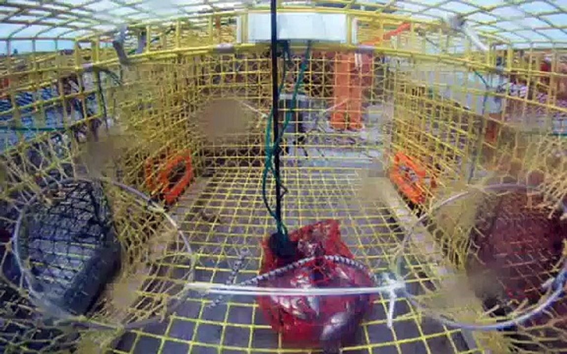 lobster trap fishing