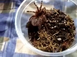 Tarantula Feeding Video 29 -  40Ts in Alphabetical order....Kinda