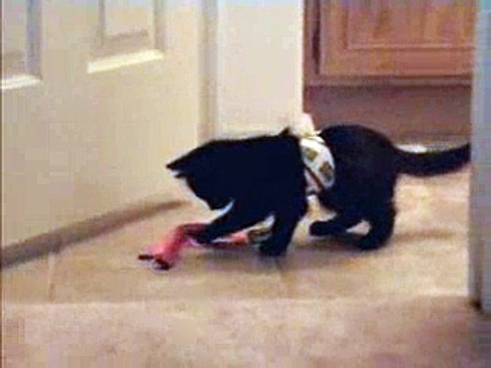 squeeky the cat chases a lanyard