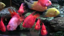 275 gallon acrylic fish tank update