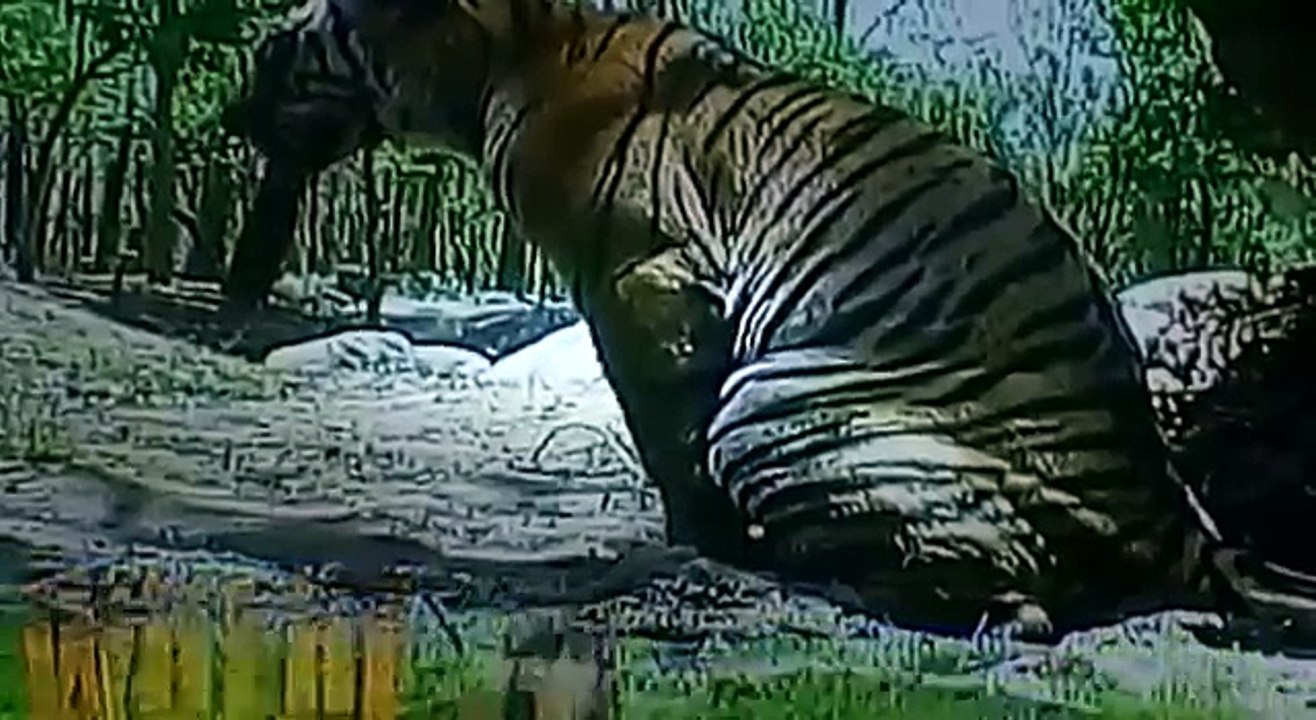 Discovery Hindi Channel 2015 Ultimate Family of Big Cats Lion Tiger Cheetah Jaguar (HD) EP