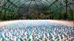 Dancing Solar Flowers Video - Royal Greenhouses of Brussels - Sustainable Development Art