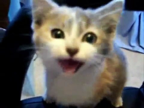 Приколы Про Кошек | Кошки - Приколы.