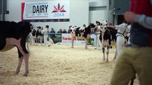 Calves in Carlisle.2014 Dairy Expo