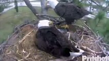 2SWFL Eagles_UFO Delivered By Ozzie, E4 Snoozes During Feeding By Mom 10.13am_12-30-13