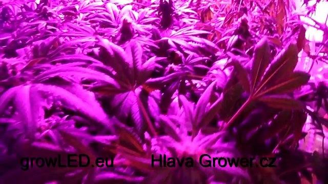 LED test grow light SPECTRA 500W from growLED.eu 45day of flower