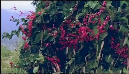 O Piya O Piya Sun - Romantic Song - Jis Desh Mein Ganga Rehta Hain - Govinda, Sonali Bendre