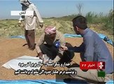 Iran harvesting rice in KhorramShahr deserts برداشت برنج از بيابان هاي خرمشهر ايران