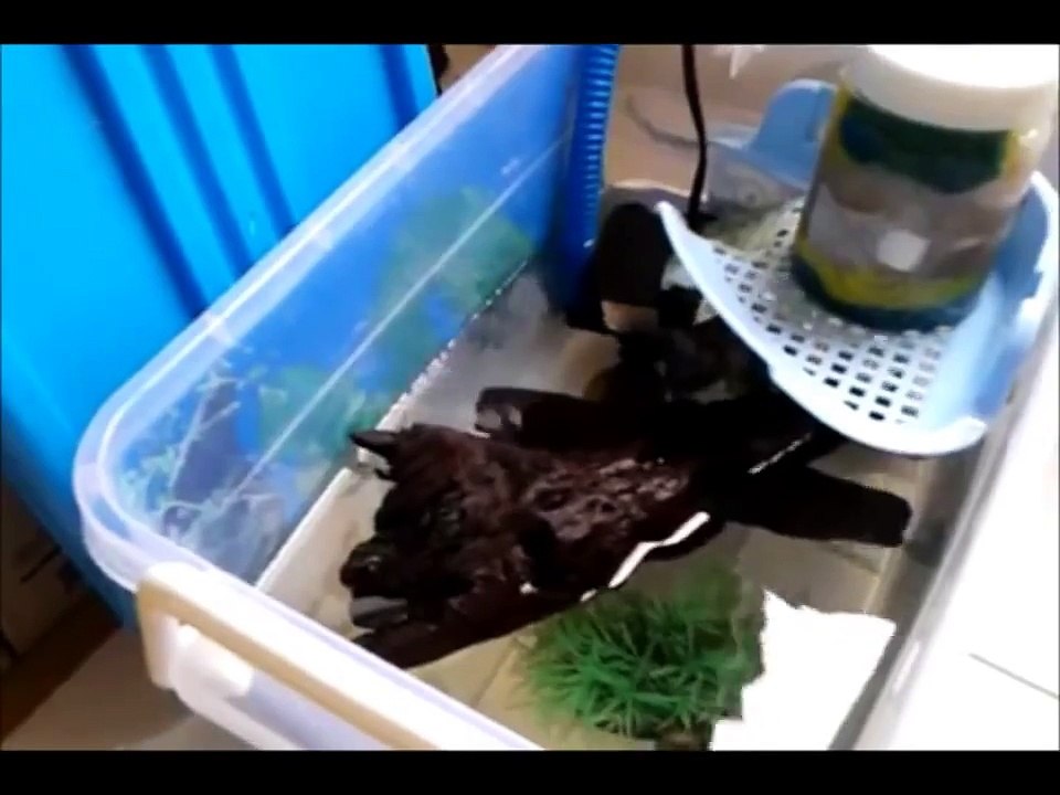 simple and cheap DIY turtle tank