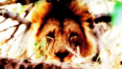 Nestor Torres - LOTUS SUTRA OF THE WONDERFUL LAW