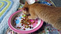りりときなことさくら　 茶トラの子猫　カリカリを食べ始めました　kitten  babycat