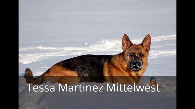 Julie Martinez German Shepherd Puppies