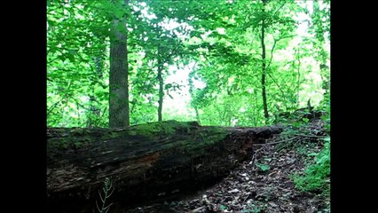 Spring Peepers: A Small Chorus Frog