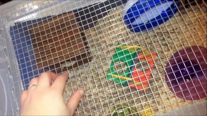 The Dwarf's Cage Tours