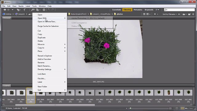 Nature-Inspired Text Effects in Adobe Photoshop: Introduction