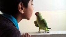 Cute parrot kissing the boy and shows affection