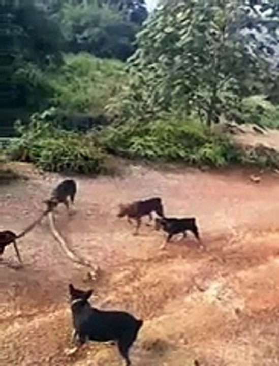 Huge King Cobra Vs a Pack of Domestic Dogs