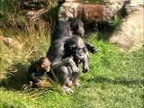 Chimpanzees - Wellington Zoo - New Zealand