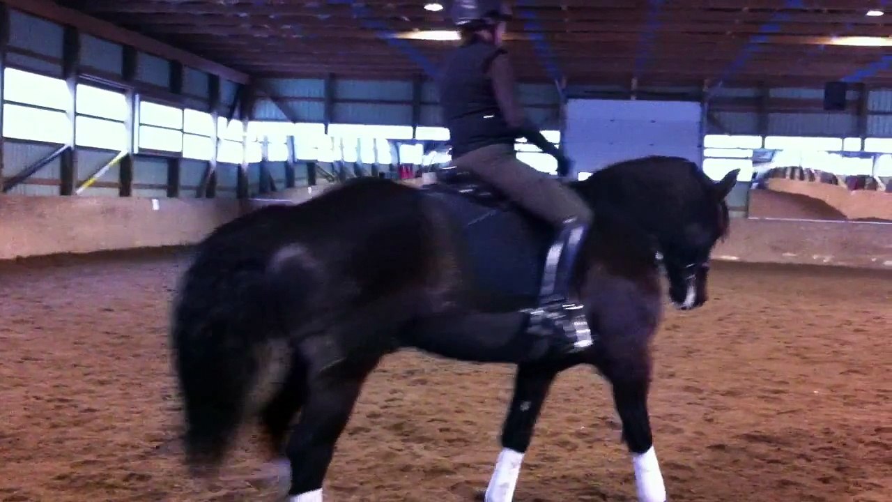 Scooter canter work from Belinda clinic Nov 23,2013