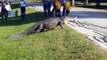 12' alligator at Brazos Bend State Park walking.