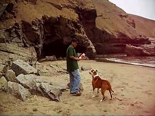 Ride Kennel .: Fido Playa Chacra y Mar :.